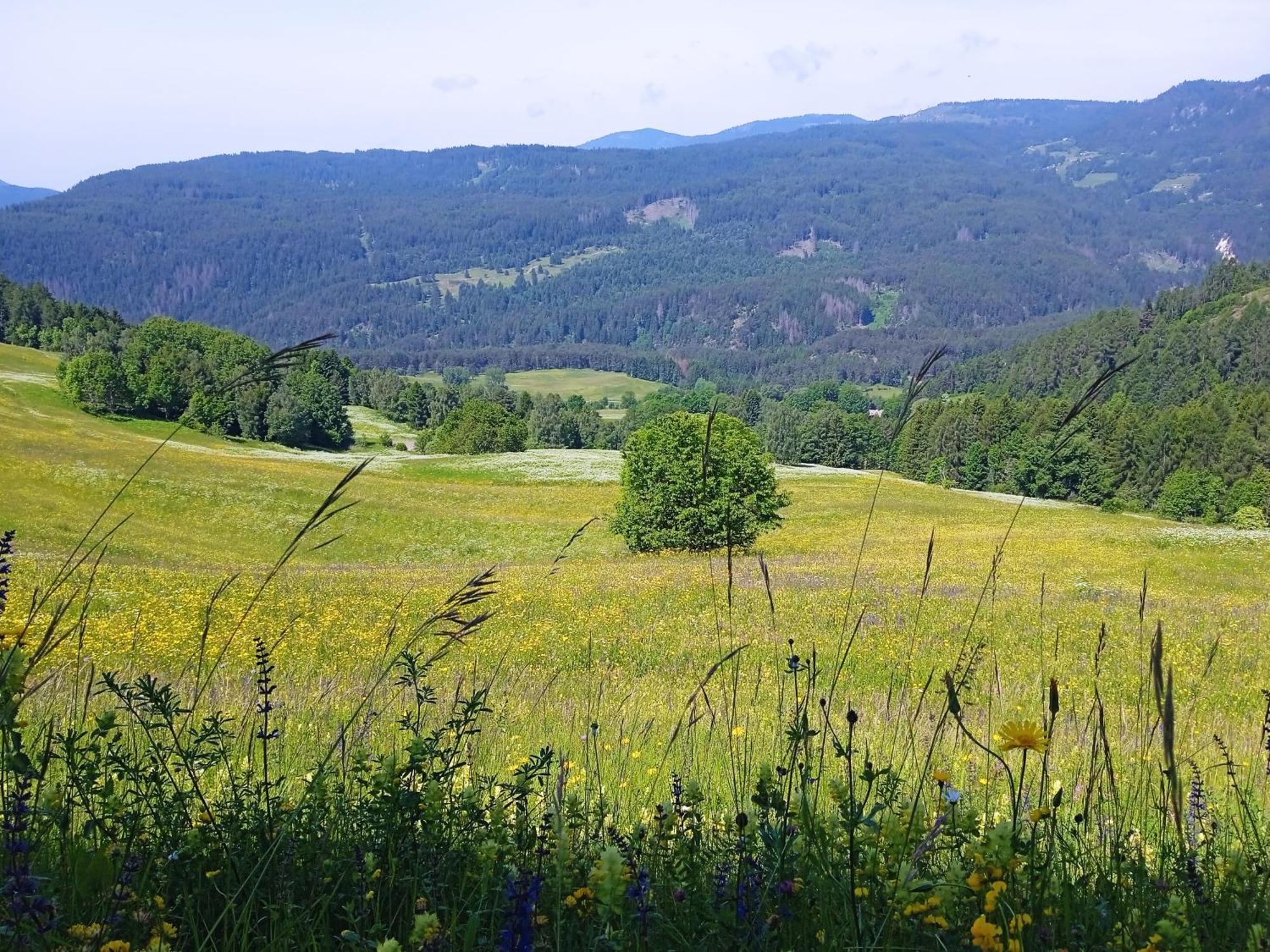 Appartamento Tiziana Val Di Fiemme Carano  Luaran gambar